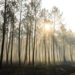 तापमान में फिर से वृद्धि होने के कारण फ्रांस और स्पेन जंगल की आग को बुझाने के लिए संघर्ष कर रहे हैं।